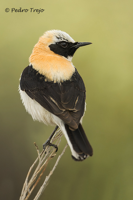 Collalba rubia (Oenanthe hispanica)